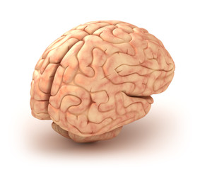 Human brain 3D model, isolated