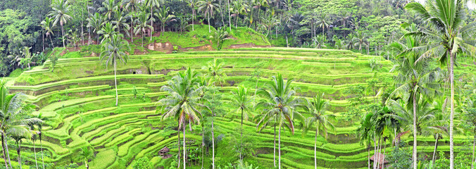 panorama of Tegalalang rice field terraces, Bali, Indonesia