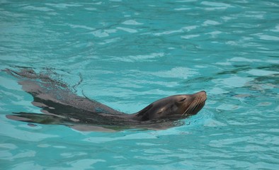 Obraz premium dauphin en bassin