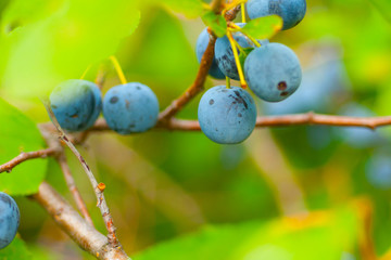 Sloe