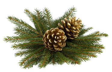 Two cones on twigs of the spruce