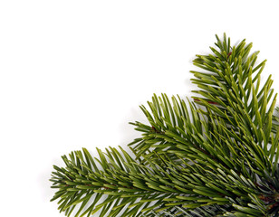 The green twig of the spruce in the corner of the picture
