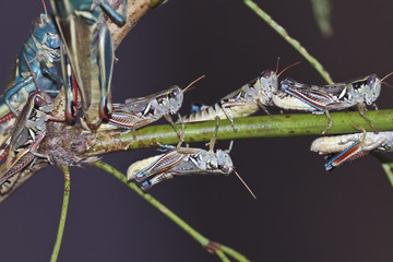A View of Grasshoppers on a Branch