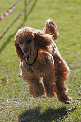 Pudel bei einem Hunderennen
