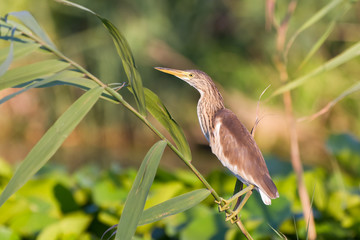Squacco Heron (Ardeola ralloides)