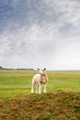 Fototapeta premium Lamb on a Landscape