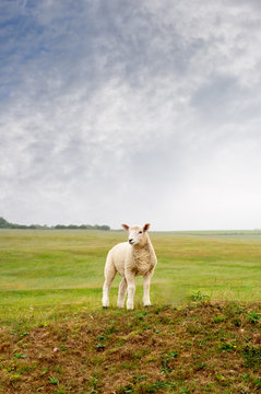 Lamb on a Landscape