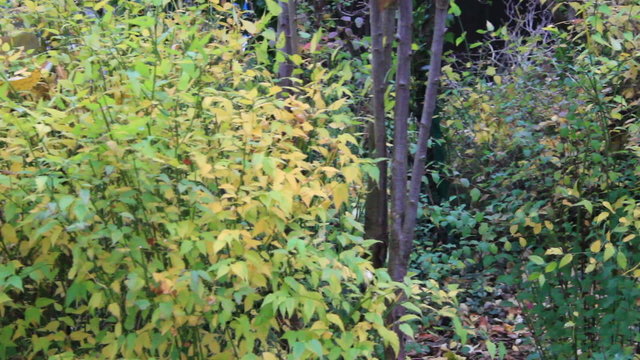 Herbst im Garten