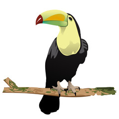 tukan © Davidus