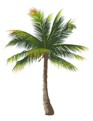 Palm tree