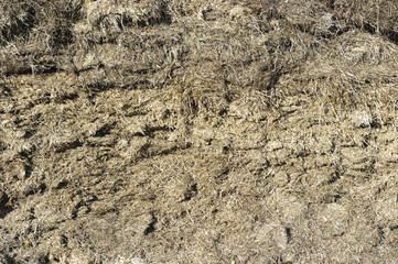 silage