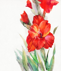 Fototapeta na wymiar Akwarela Flora Collection: Gladiolus