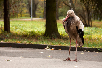 alone dirt stork in the park