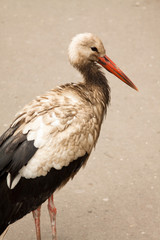 alone dirt stork in the park