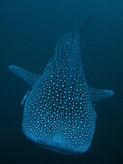 Naklejka premium Whale Shark - Rhincodon typus