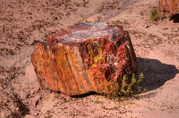 Petrified Wood