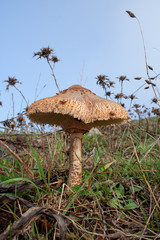 Parasol mushroom