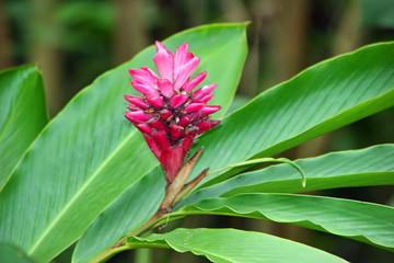 Pink Ginger Flower