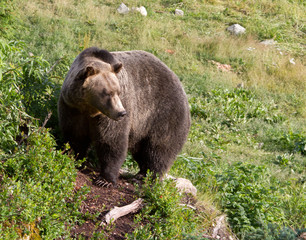 Fototapeta premium Wild Grizzly