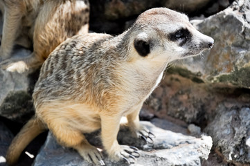 Meerkat or Suricate, in the zoo