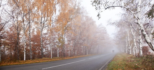 Forest road in a foggy autumn day.