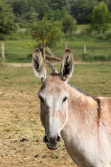 quiet donkey in a field in spring, ane