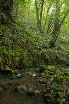 Fototapeta Prehistoric rain forest with large ferns located in California