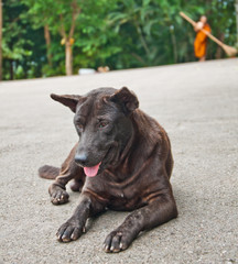 Stray dogs