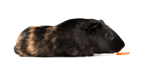 guinea pig with carrot isolated on white background
