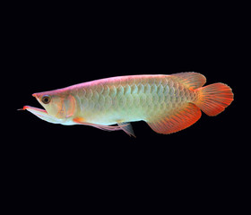 Asian Arowana fish on black background.