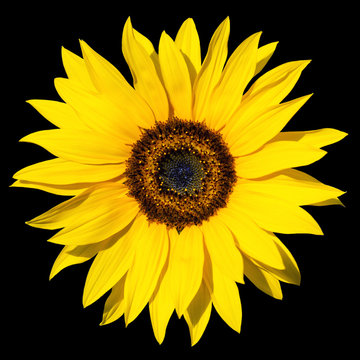 Sonnenblume isoliert