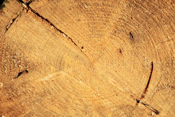 Wood  texture. Background. Close up.
