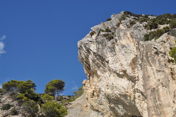 Fototapeta na wymiar Bäume auf einem Felsen