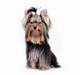 Yorkshire terrier puppy on white