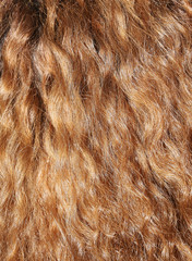 Curly hair detail