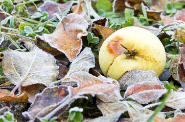 Frozen apple on meadow