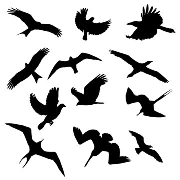 Birds shapes collection