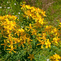 Johanniskraut - Hypericum perforatum