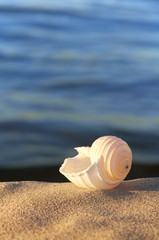 Urlaubsträume, Strandgut, Meeresschnecke