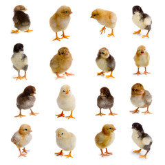 Set of chickens