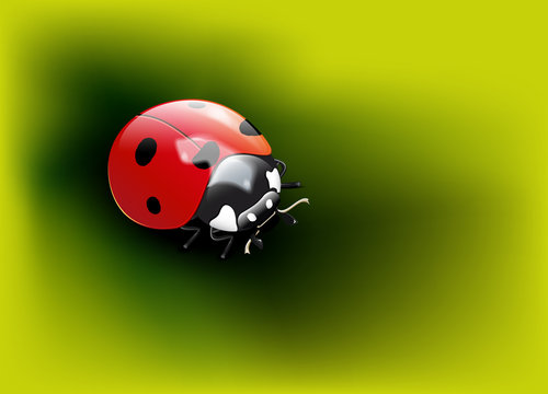 Ladybug on a green background