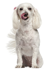 Maltese licking her nose, 3 years old