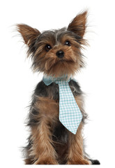 Yorkshire Terrier wearing tie, 7 months old