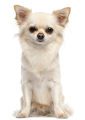 Chihuahua, 2 and a half years old, sitting