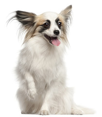 Papillon, 15 months old, sitting in front of white background