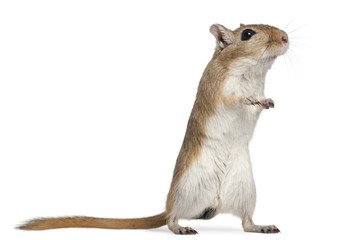 Gerbil, 2 months old, in front of white background - obrazy, fototapety, plakaty