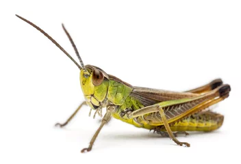 Foto op Canvas Grasshopper in front of white background © Eric Isselée
