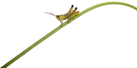 Grasshopper on a grass blade in front of white background