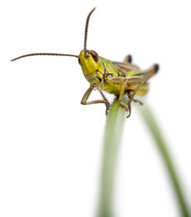Grasshopper on a grass blade in front of white background