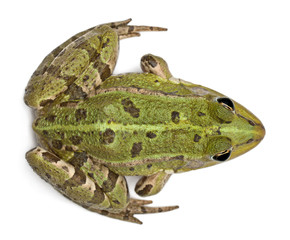 High angle view of European frog or Edible Frog, Rana esculenta
